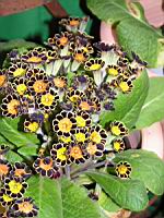 Polyanthus - Gold Laced (2) (Photo F. Mrugala)